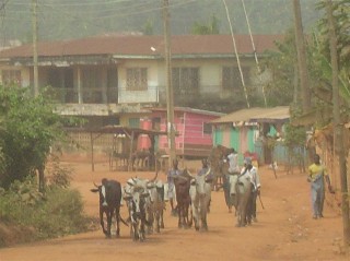 Cattle in the Road